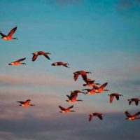 Διαδικτυακά η εναρκτήρια εκδήλωση του 5ου Eco Fest of Ptolemaida