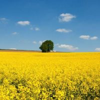 Μείωση κατά 40% των καλλιεργήσιμων εκτάσεων της ελαιοκράμβης στην ευρύτερη περιοχή της Εορδαίας