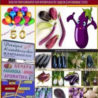 Η μελιτζάνα, οι ποικιλίες της και τα χαρακτηριστικά τους – Της γεωπόνου Μάρθας Καπλάνογλου