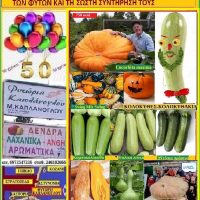 Η κολοκυθιά και οι ποικιλίες της – Της Γεωπόνου Μάρθας Καπλάνογλου