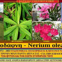 Η πικροδάφνη και οι ιατροφαρμακευτικές της ιδιότητες – Ένα πανέμορφο και ανθεκτικό φυτό, άκρως επικίνδυνο – Του Σταύρου Καπλάνογλου