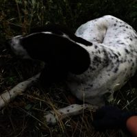 Πάρε αγκαλιά ένα αδέσποτο – Γράφει η μαθήτρια της ΣΤ’ τάξης του Δημοτικού Αλεξάνδρα Στυλιάδου