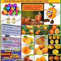 Βίντεο: Οι ποικιλίες των πορτοκαλιών – Γράφει η γεωπόνος Μάρθα Στ. Καπλάνογλου