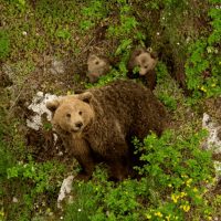 Εμφάνιση αρκούδας με μικρά αρκουδάκια σε κοινότητες του Δήμου εορδαίας
