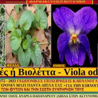 Μενεξές ή βιολέττα και οι Ιατροφαρμακευτικές ιδιότητες – Του Σταύρου Π. Καπλάνογλου, γεωπόνου