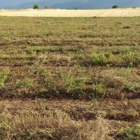 “Απογοήτευσε” και φέτος η ελαιοκράμβη στην Εορδαία λόγω άστατων καιρικών συνθηκών – Καταστροφές και μείωση παραγωγής ρίγανης και σιτηρών σε Μηλιά, Καισαρειά και Κρόκο