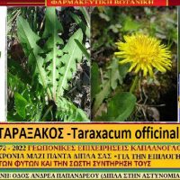 Πικραλίδα ή ταραξάκος: Οι ιατροφαρμακευτικές του ιδιότητες – Του Σταύρου Καπλάνογλου