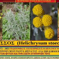 Ο ελίχρυσος, η ιστορία του και οι ιατροφαρμακευτικές του ιδιότητες – Του γεωπόνου Σταύρου Π. Καπλάνογλου