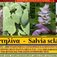 Το φυτό καντηλίνα και οι ιατροφαρμακευτικές του ιδιότητες – Του Σταύρου Καπλάνογλου