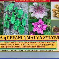 Η μολόχα ή γεράνι και οι ιατροφαρμακευτικές ιδιότητες – Του γεωπόνου Σταύρου Καπλάνογλου