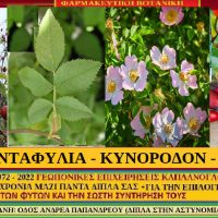 Η αγριοτριανταφυλλιά και οι ιατροφαρμακευτικές της ιδιότητες – Γράφει ο γεωπόνος Σταύρος Π. Καπλάνογλου