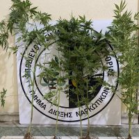 Συνελήφθη 49χρονος ημεδαπός για καλλιέργεια 5 δενδρυλλίων κάνναβης, στην Καστοριά