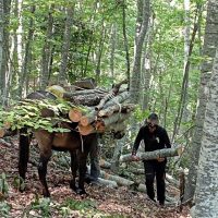 Δήμος Κοζάνης: Καυσόξυλα σε κατοίκους Σιδερών και Αγίου Χαραλάμπους