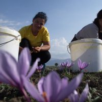 Η συγκομιδή του κρόκου μέσα από τον φωτογραφικό φακό της Σούλας Παλέντζα