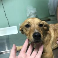 Βρέθηκε σκυλάκι στην Ε.Ο Κοζάνης – Γρεβενών