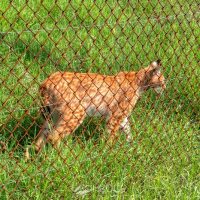Νέο Βίντεο από το Ελληνικό Κέντρο Παρατήρησης: Κέντρο Προστασίας Λύκου & λύγκα