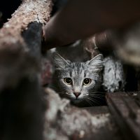 ” Δεν το έκανα εγώ, είμαι μορφωμένος” – Ταυτοποιήθηκε ο άντρας του βίντεο που ποδοπάτησε το γατάκι – Αρνείται την κατηγορία