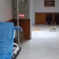 Τι κάνει νιαου νιαου στο Μαμάτσειο Νοσοκομείο Κοζάνης – Γάτα κόβει “βόλτες μέσα στους διαδρόμους του Νοσοκομείου – Δείτε το βίντεο