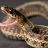 Λάρισα: Φοιτήτρια βρήκε οχιά στο διαμέρισμά της – Φώναξε την Πυροσβεστική