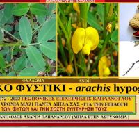 ΑΡΑΠΙΚΟ ΦΥΣΤΙΚΙ – arachis hypogae – Peanut του Σταύρου Π. Καπλάνογλου Γεωπόνου