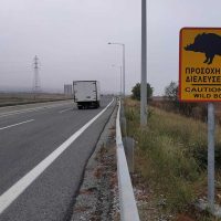 Πινακίδες για τη διέλευση αγριογούρουνων τοποθετήθηκαν στο δρόμο Κοζάνης- Πτολεμαΐδας