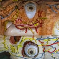 Ελληνικό Κέντρο Παρατήρησης: Βίντεο από το Μουσείο Ανθρώπινου Σώματος