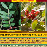 Τα πάντα γύρω από τη μαστίχα Χίου γράφει ο Γεωπόνος Σταύρος Π. Καπλάνογλου