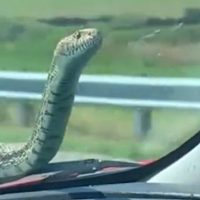 Τρύπωσε φίδι σε ιχ αυτοκίνητο – Άμεση κινητοποίηση της Πυροσβεστικής Υπηρεσίας Κοζάνης