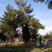 Δήμος Κοζάνης : Εργασίες φυτοπροστασίας σε δένδρα στο Δήμο Κοζάνης