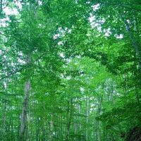 Σύλλογος Ελλήνων Ορειβατών Κοζάνης : Εξόρμηση στo όρος Άσκιο το Σάββατο 3 Δεκεμβρίου