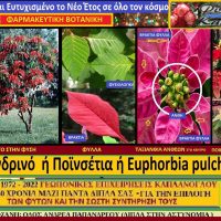 Αλεξανδρινό ή Ποϊνσέτια ή Euphorbia pulcherrima του Σταύρου Π. Καπλάνογλου Γεωπόνου (βίντεο)