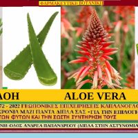 Αλόη η γνήσια (ιστορία – διατροφικά οφέλη – ιατροφαρμακευτικές ιδιότητες -προφυλάξεις) γράφει ο Σταύρος Π. Καπλάνογλου