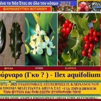 ‘To αρκουδοπούρναρο’ (Ilex aquifolium) είναι από τα πιο σημαντικά φυτά του χειμώνα του γεωπόνου Στ. Καπλάνογλου