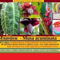 Μπανάνα – Επιστημονική ονομασία Μusa acuminata ή Musa cavendishii του Σταύρου Π. Καπλάνογλου Γεωπόνου