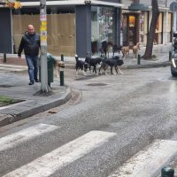 Αναστάτωση στη Μ.Αλεξάνδρου στην Κοζάνη : Αγέλη αδέσποτων σκυλιών κυνηγούσε τον κόσμο – Διαμαρτυρία πολίτη ” Όπου φύγει-φύγει, ο κόσμος έμπαινε στα καταστήματα για να τα αποφύγει”