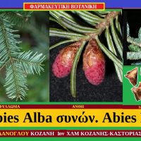 Έλατο: Ελάτη ή λευκό έλατο – Abies Alba συνών. Abies Pectinata του Στάυρου Καπλάνογλου