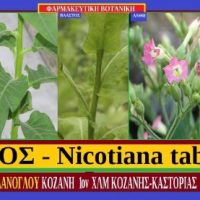 Καπνός – Nicotiana tabacum γράφει ο Σταύρος Π. Καπλανογλου