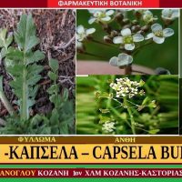 Aγριοκάρδαμο ή καπσέλα ή πορτοφόλι του βοσκού -ΚΑΠΣΕΛΑ – CAPSELLA B(P)URSA PASTORIS Shepherd’s purse – Το πορτοφόλι του βοσκού Σταύρου Π. Καπλάνογλου Γεωπόνου