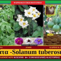 Πατάτα – Γεώμηλο -Solanum tuberosum του Σταύρου Π. Καπλάνογλου Γεωπόνου