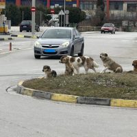 Κοζάνη: Εντοπισμός αδέσποτων ζώων συντροφιάς χωρίς σήμανση μετά από ελέγχους