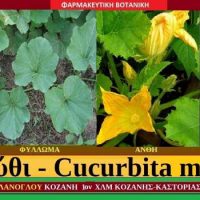 Κολοκύθι – Cucurbita maxima του Σταύρου Π. Καπλάνογλου Γεωπόνου
