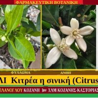 ΠΟΡΤΟΚΑΛΙ Κιτρέα η σινική (Citrus × sinensis) – Γράφει ο Σταύρος Π. Καπλάνογλου Γεωπόνου