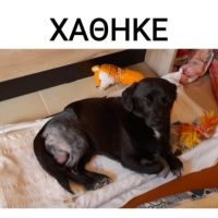 Χάθηκε σκυλάκι στην περιοχή του Αγίου Δημητρίου – Δείτε περισσότερα