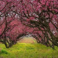 Οι ανθισμένες ροδακινιές της Βέροιας – Η παραμυθένια φωτογραφική λήψη του Αργύρη Καραμούζα