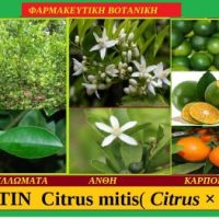ΚΑΛΑΜΟΝΤΙΝ Citrus microcarpa – Του Σταύρου .Π. Καπλάνογλου Γεωπόνου