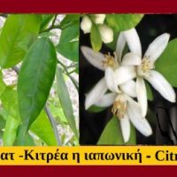 Κουμ κουατ – Citrus japonica: Διατροφικά οφέλη ιατροφαρμακευτικές ιδιότητες-προφυλάξεις – Του Σταύρου Π. Καπλάνογλου Γεωπόνου