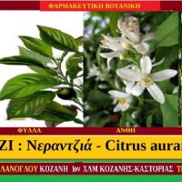 Νερατζιά – Κιτρέα (βίντεο) – Γράφει ο Σταύρος Π. Καπλάνογλου Γεωπόνος