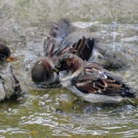 Η  Κοζάνη, ο οθωμανοτουρκικός πολιτισμός και τα τζιουρτζιούφια (μέρος ά) – Γράφει ο Νίκος Σταμκόπουλος