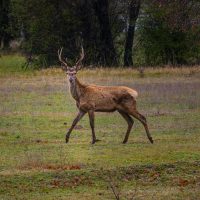 Μία ξεχωριστή έκπληξη στο Κουρί Κοζάνης – Του Αργύρη Καραμούζα