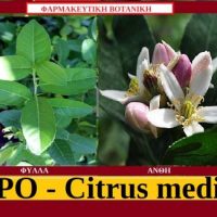 ΚΙΤΡΟ – Citrus medica – Μηδικό ή Περσικό μήλο – Σταύρου Π. Καπλάνογλου Γεωπόνου